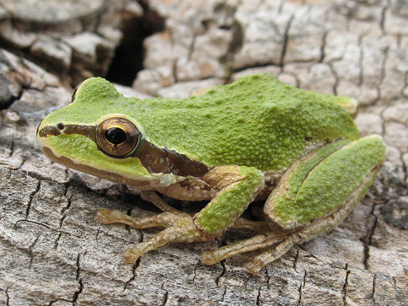 A green frog headlining the State of the Amphibians.