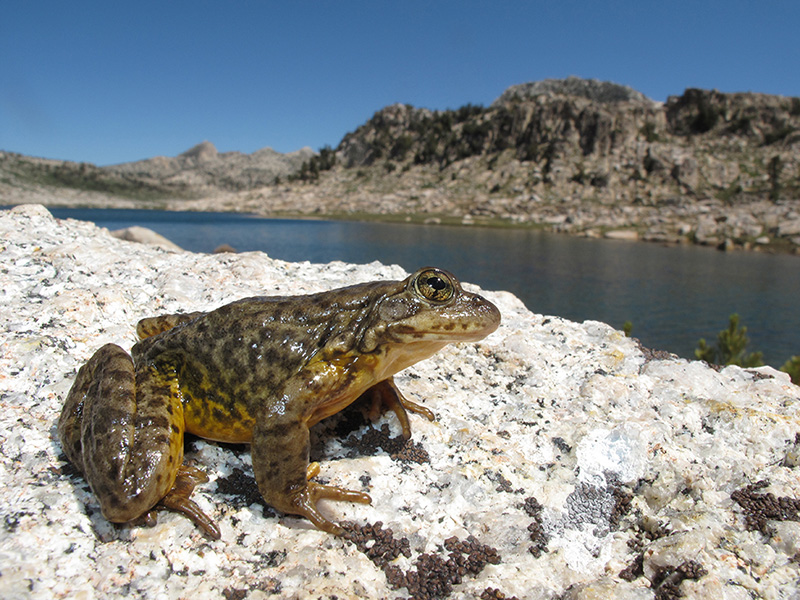 A mountain yellow-legged frog perched atop a rock with the Sierra Nevada range in the background.