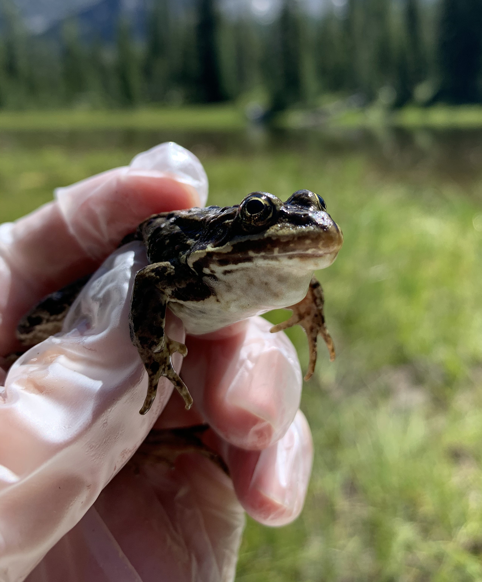 A Columbia spotted frog ([I]Rana luteiventris[/I]) during methylmercury sampling in Montana.