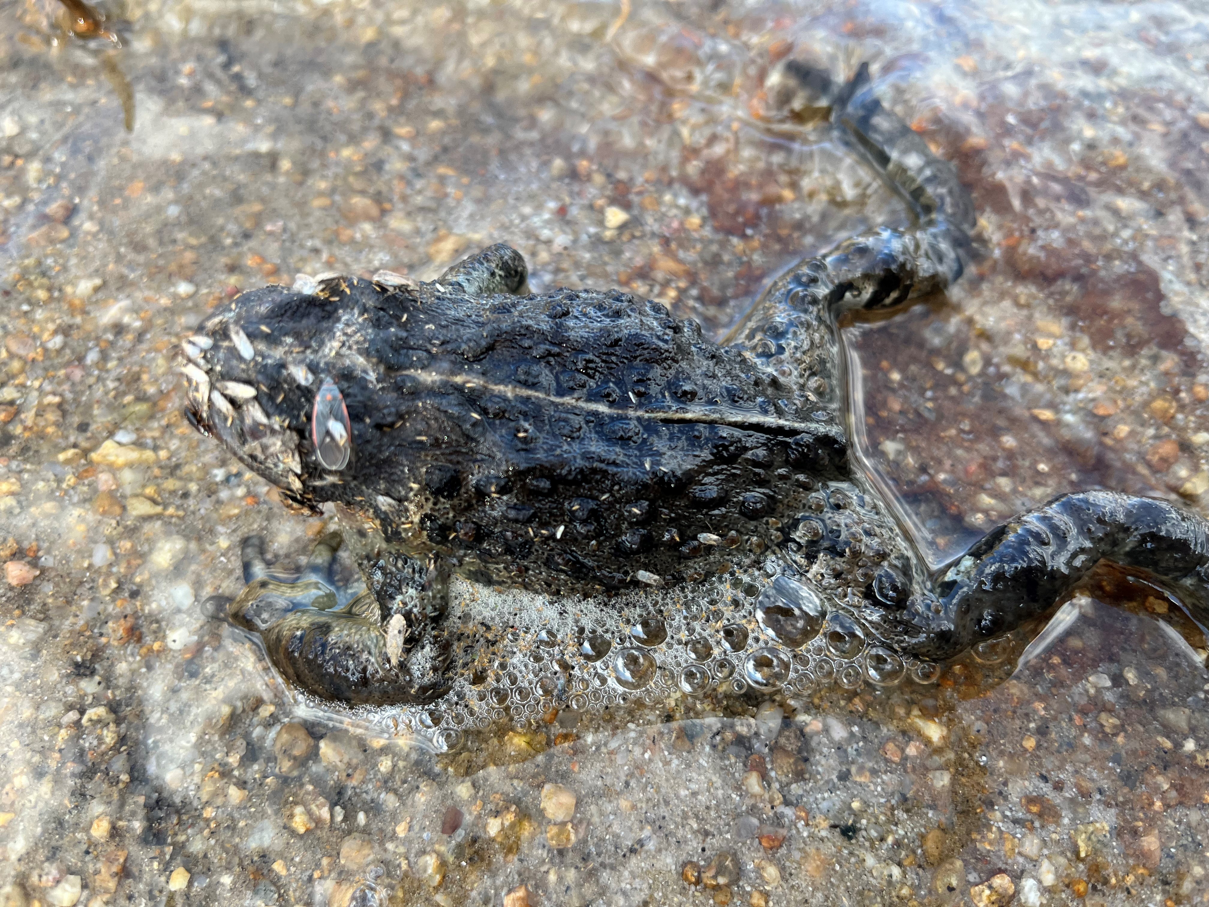 A dead boreal toad found at Lost Lake.