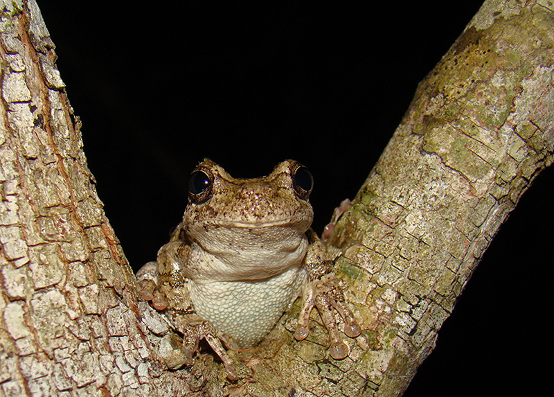 Cope's gray Treefrog. Photographer: Brad Glorioso