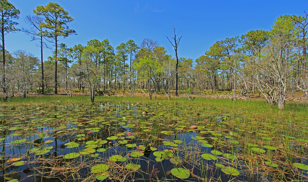 A swamp showcasing an ecosystem for amphibians.