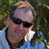 Mike Adams swabbing an American Bullfrog for pathogens near Turino, Italy.
