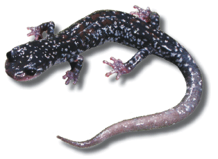 Yonahlossee Salamander, photograph
					by A. Cressler, U.S. Geological Survey.