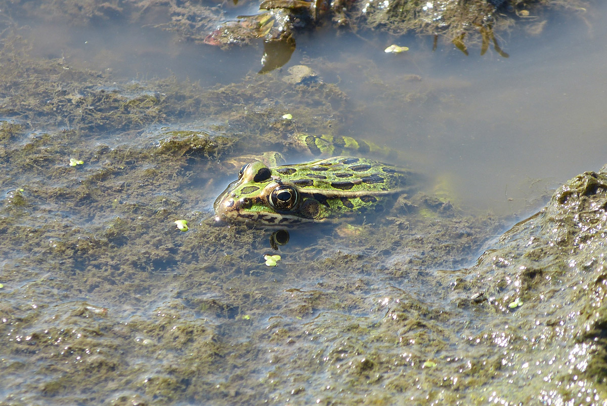 Leopard frog in an agricultural wetland in northern Iowa<br />Photo by: Jennifer Swanson