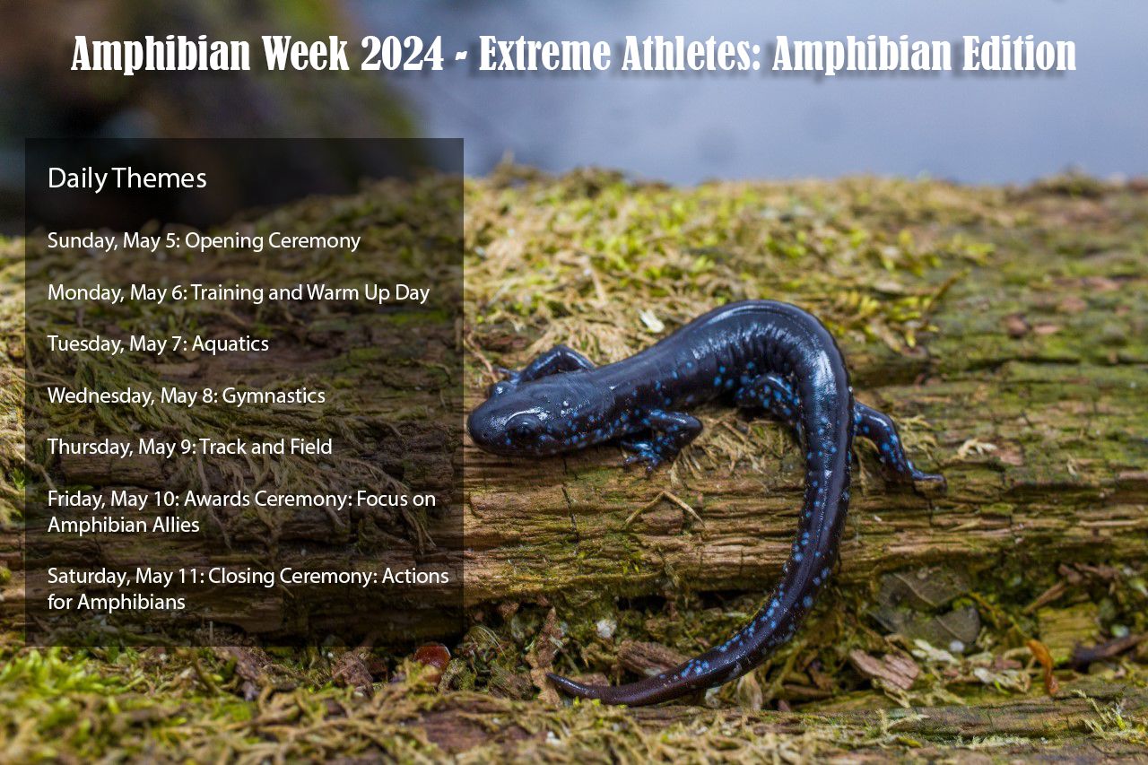 Amphibian Week 2024 schedule