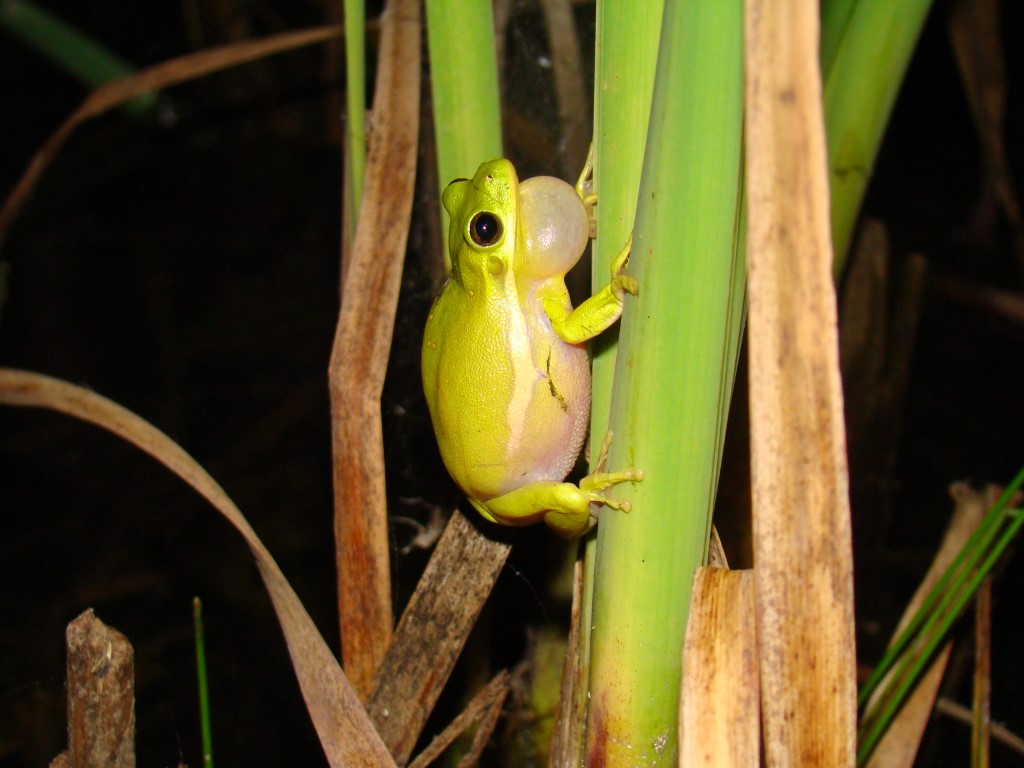 Adult male green treefrog (<em>Hyla cinerea</em>) perched on grass with inflated vocal sac<br />Photo by: Brad M. Glorioso