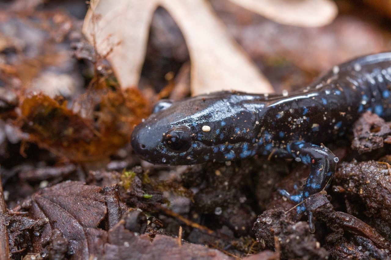Eastern Iowa. [I]Ambystoma laterale[/I] - Blue-spotted Salamander