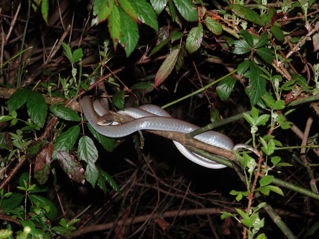 A North American Racer (<em>Coluber constrictor</em>) resting at an elevated height.<br />Photo by: Brad M. Glorioso