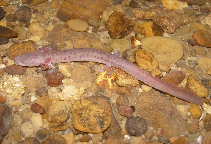 A Big Mouth Cave Salamander (<em>Gyrinophilus palleucus necturoides</em>) from Grundy County, Tennessee<br />Photo by: Brad M. Glorioso