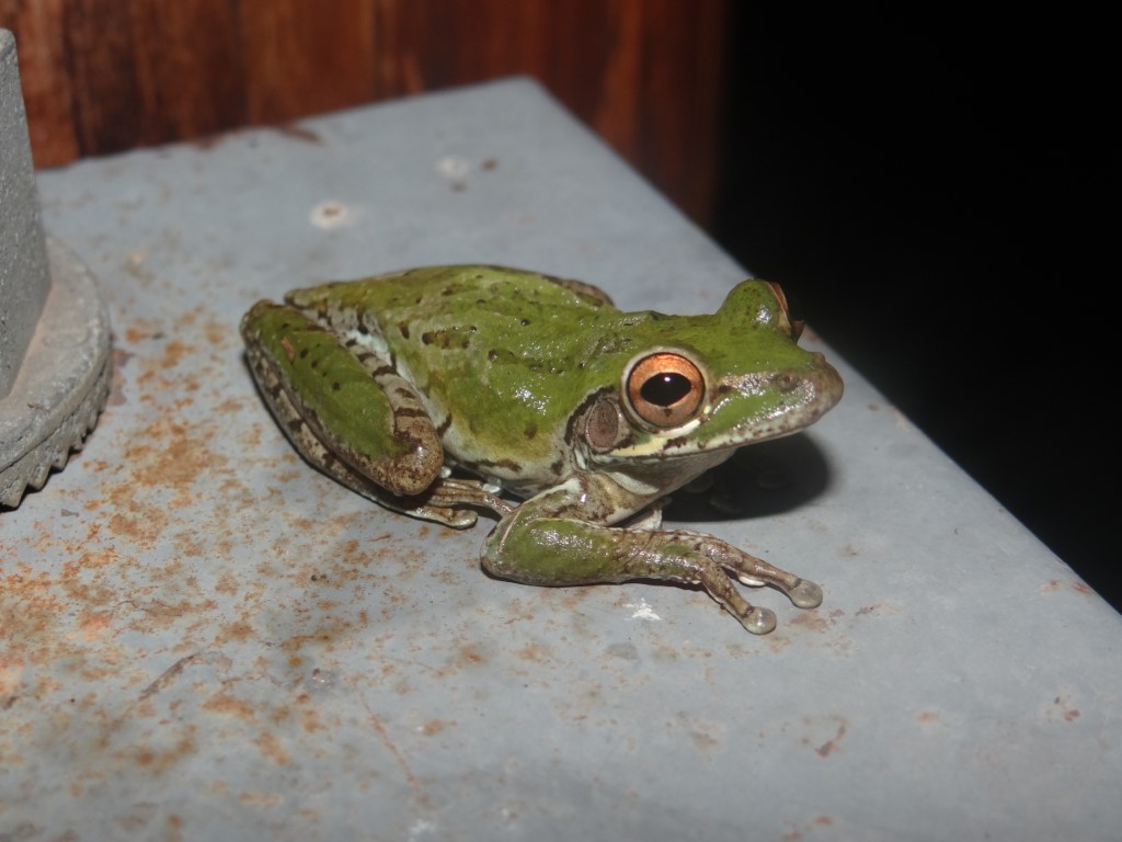 Invasive fist-sized Cuban treefrogs discovered in New Orleans, Amphibians