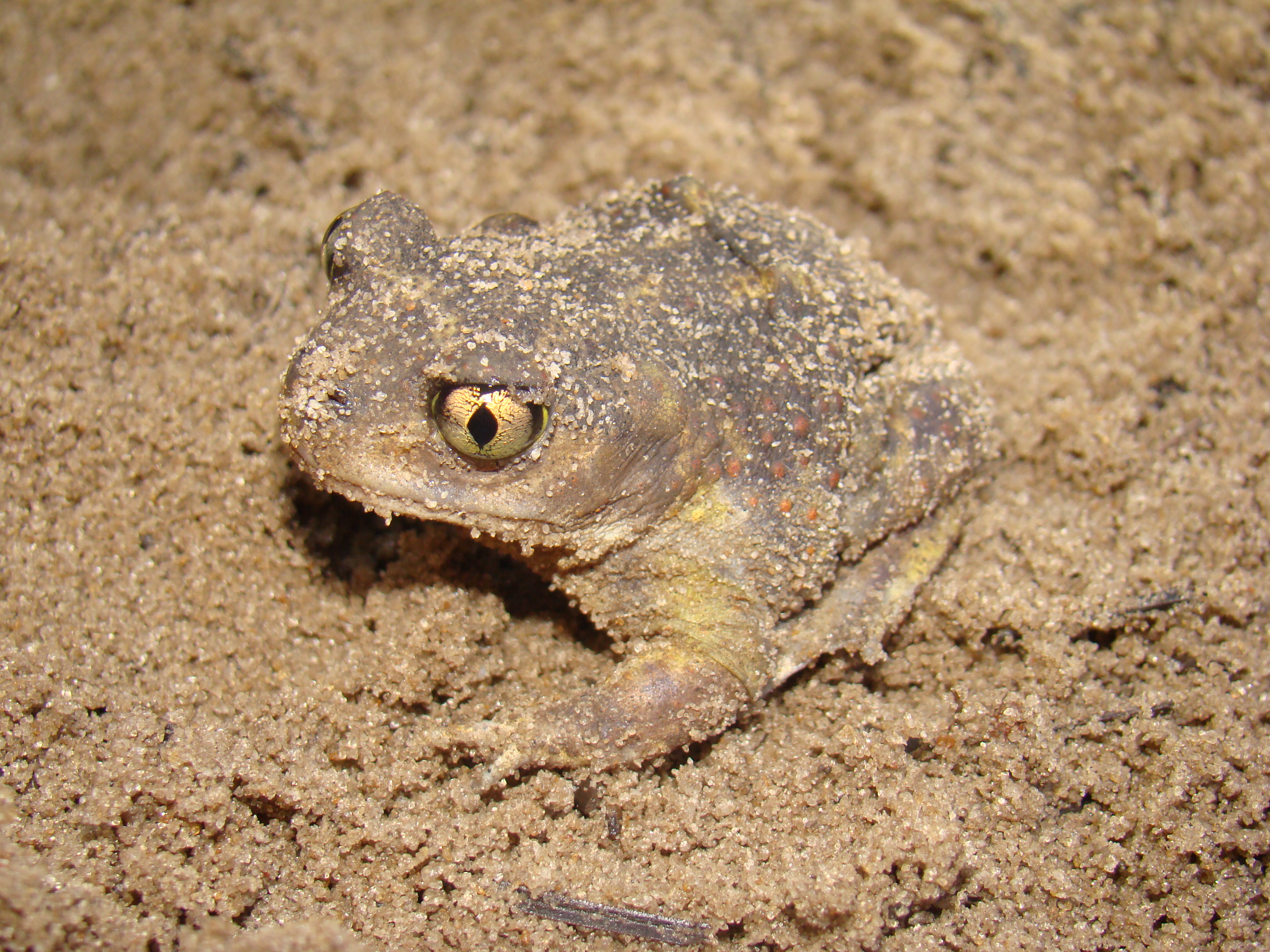 Florida Panhandle
[I]Scaphiopus holbrookii[/I] - Eastern Spadefoot