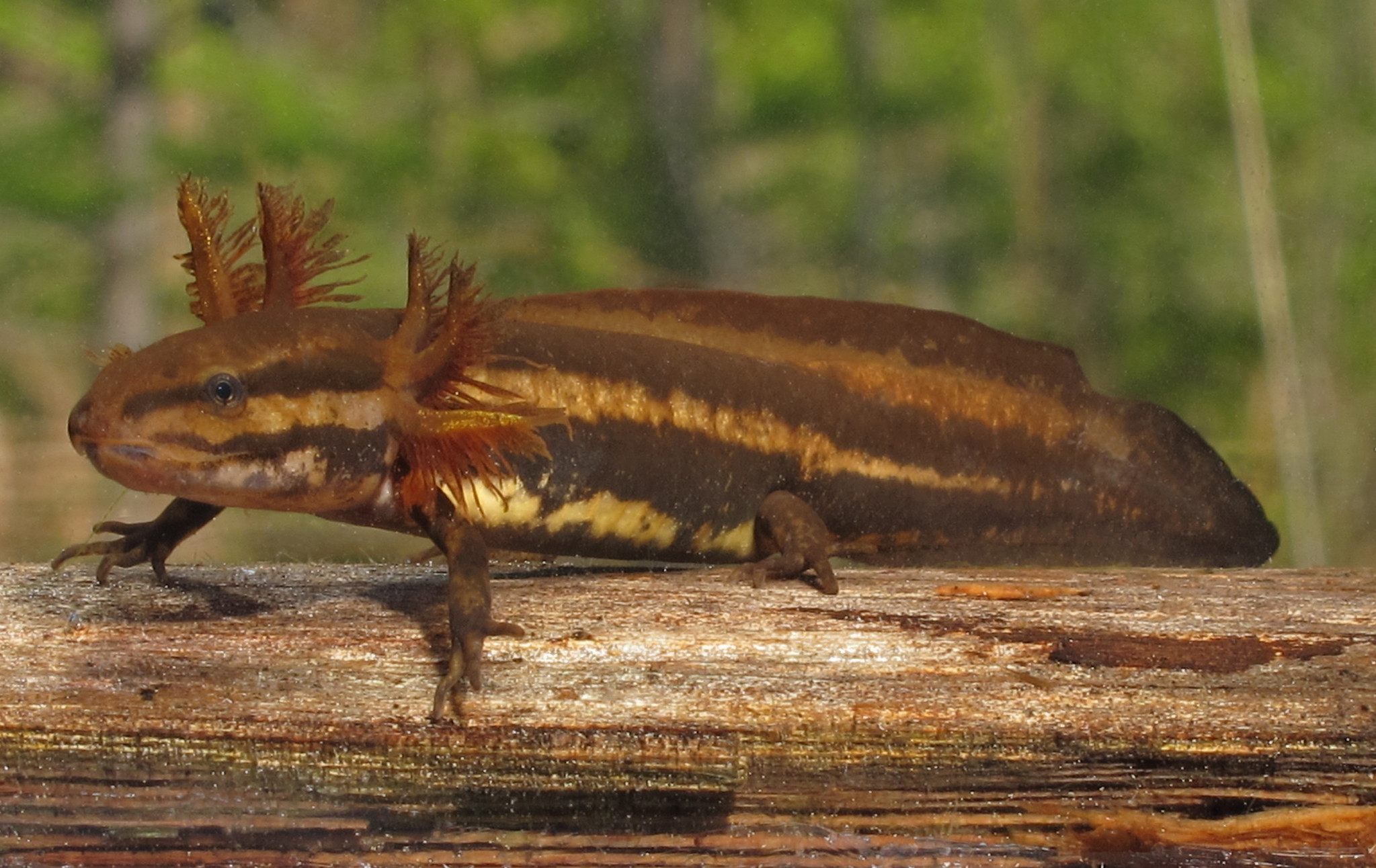 St. Marks National Wildlife Refuge, Wakulla County, Florida. [I]Ambystoma cingulatum[/I] - Frosted Flatwoods Salamander