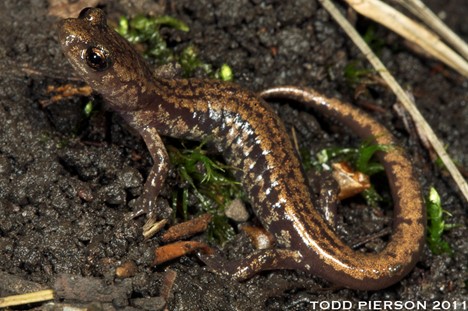 Sacramento Mountain salamander, <em>Aneides hardii</em><br />Photo by: Todd Pierson