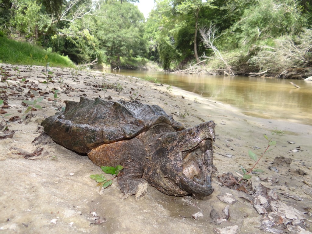 Alligator snapping turtle (<em> Macrochelys temminckii</em>) resting on the bank of its native creek before release<br />Photo by: Brad M. Glorioso