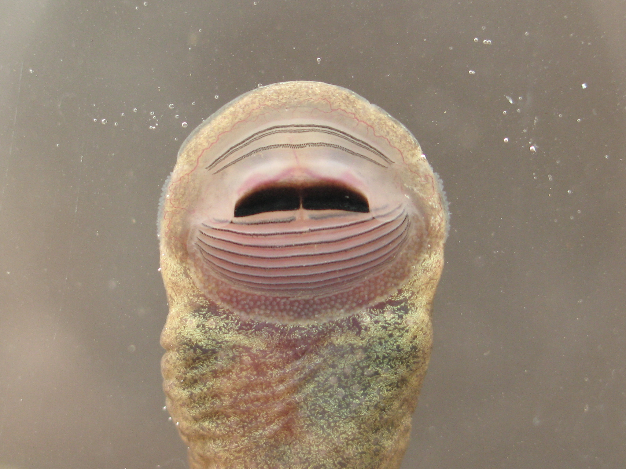The underside of an [I]Ascaphus truei[/I] showing its mouth.