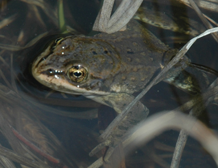 Columbia spotted frog (<em>Rana luteivensis</em>)<br />Photo by: Erin Muths