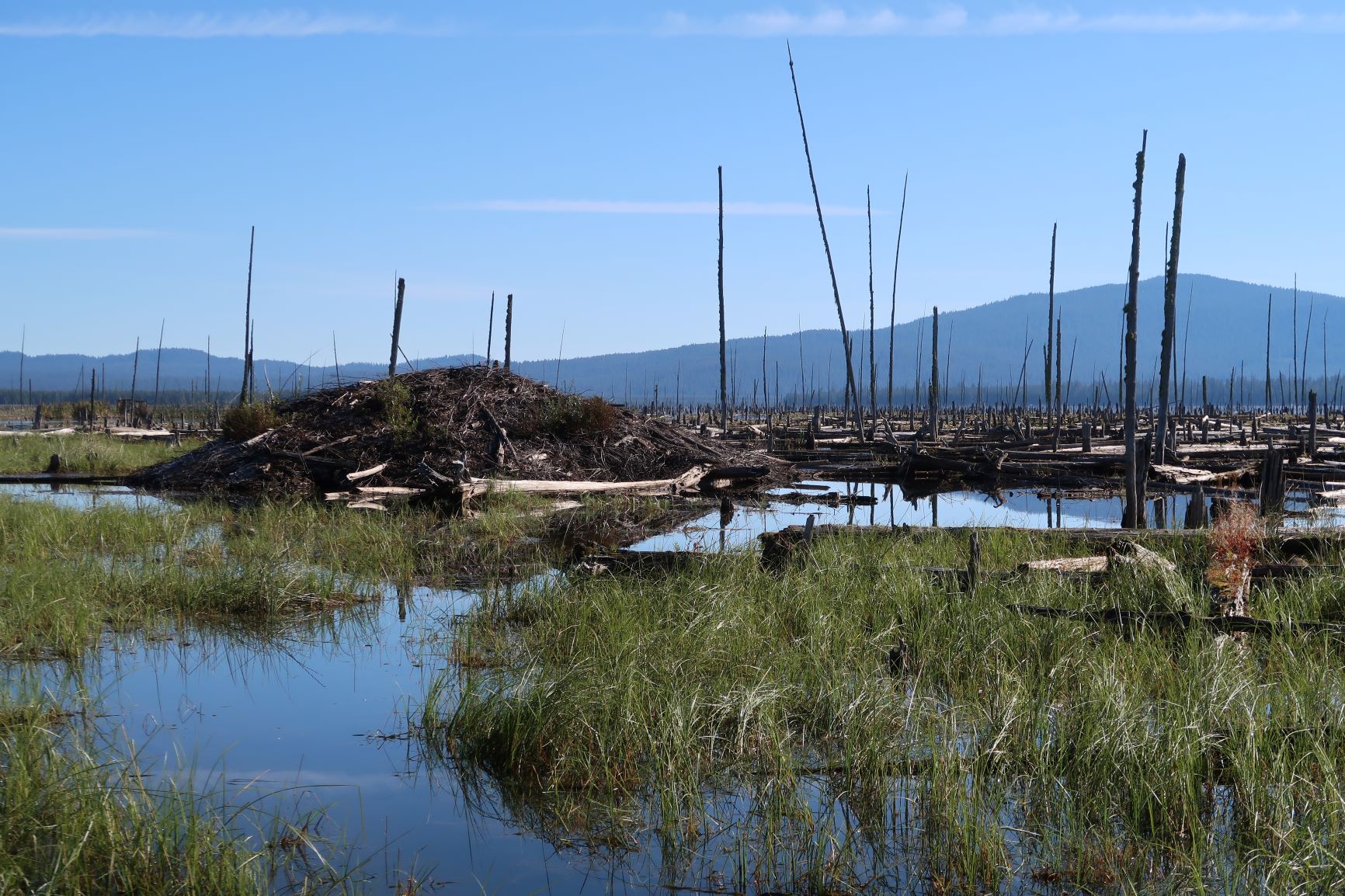 Beaver lodge at a study site in Oregon.<br />Photo by: Brome McCreary