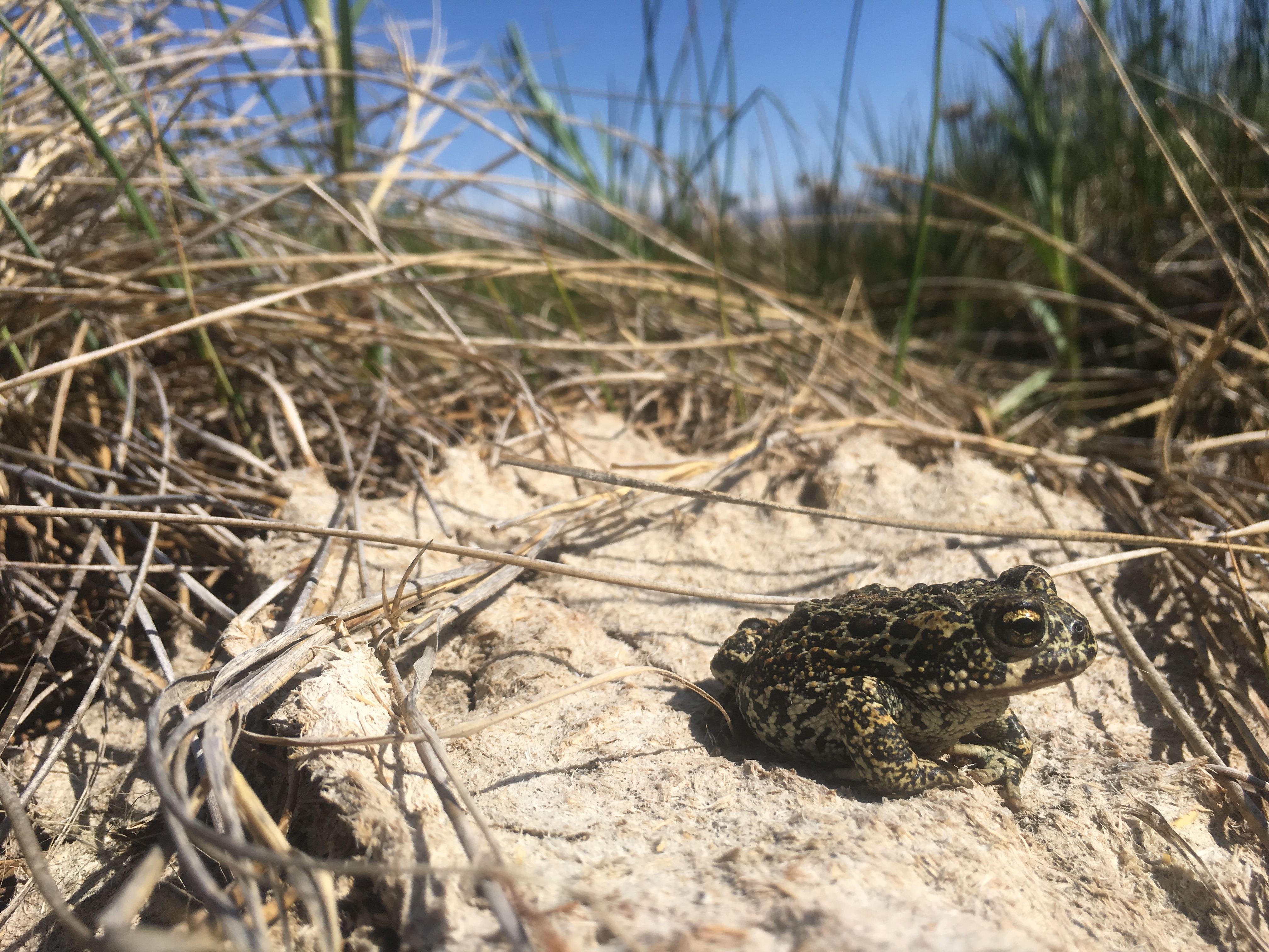 Adult Dixie Valley toad, <em>Anaxyrus williamsi</em><br />Photo by: Kelsey Ruehling, USGS