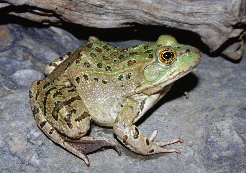 Chiricahua leopard frogs are considered threatened under the U.S. Endangered Species Act. Credit: Jim Rorabaugh<br />Photo by: Jim Rorabaugh