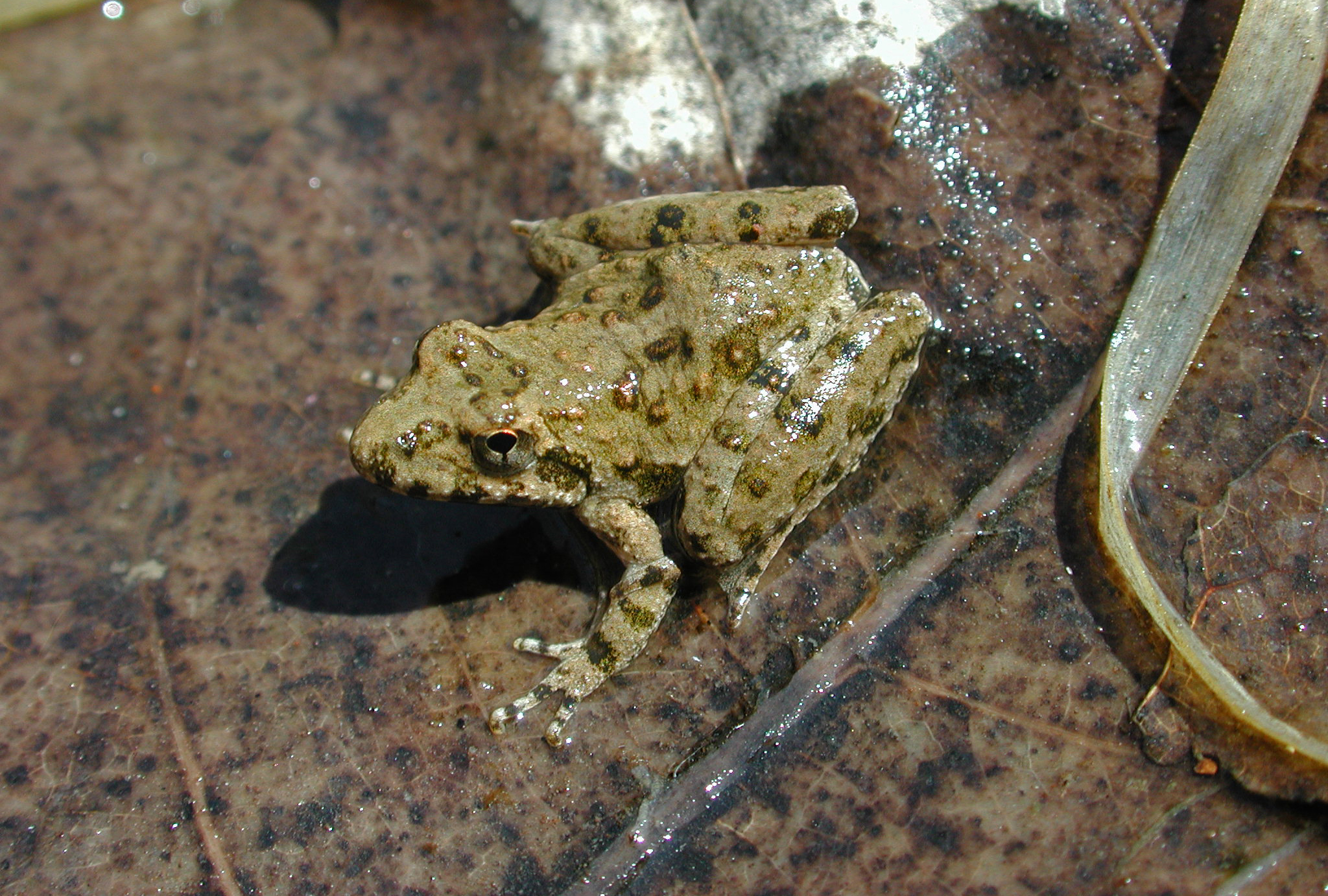 Blanchard’s cricket frog ([I]Acris blanchardi[/I])