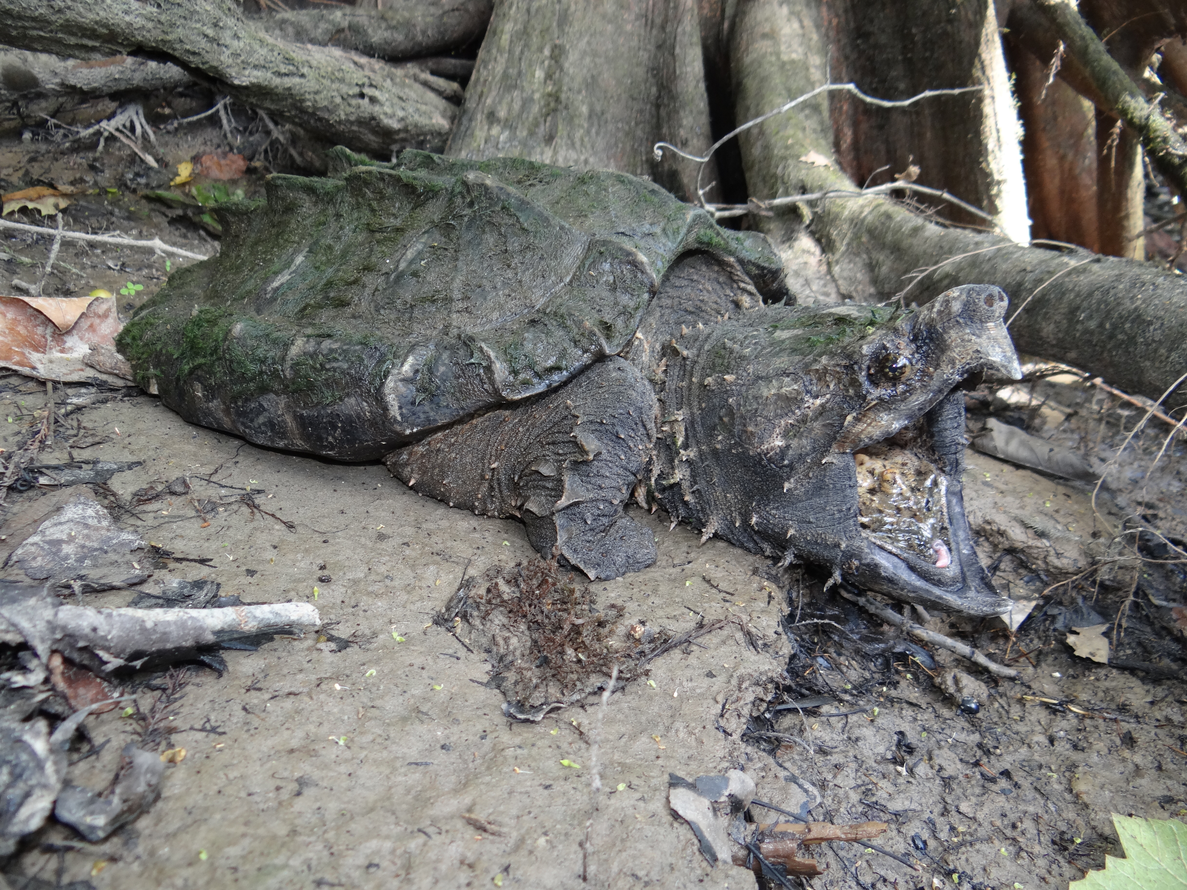 Alligator Snapping Turtle, <em>Macrochelys temminckii</em>, from the Atchafalaya Basin<br />Photo by: Brad M. Glorioso