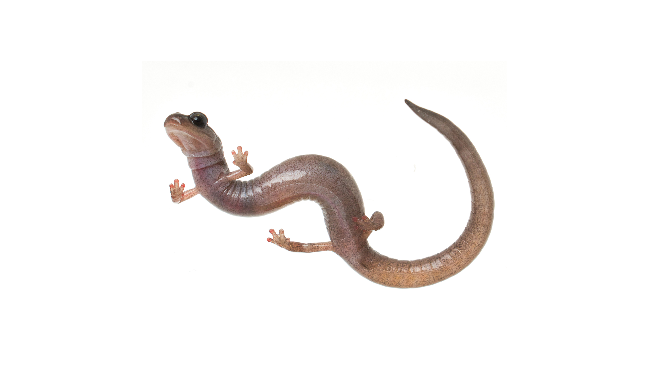 A dessert slender salamander ([I]Batrachoseps aridus[/I]).