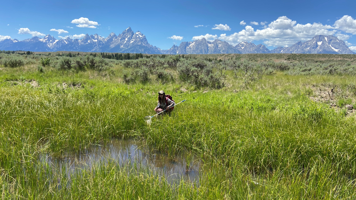 A field technician surveying a wetland for amphibians in Grand Teton National Park as part of the long-term monitoring led by the Greater Yellowstone Inventory and Monitoring Network.