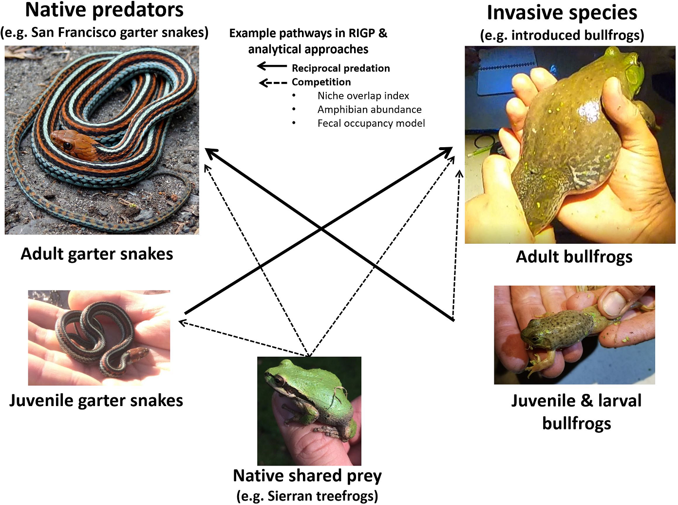 Study system description and research methods. A partial interaction web of how reciprocal intraguild predation (RIGP) can occur between San Francisco
garter snakes, bullfrogs, and native anurans. Dashed and solid arrows represent the types of interactions.<br />Photo by: Richard Kim