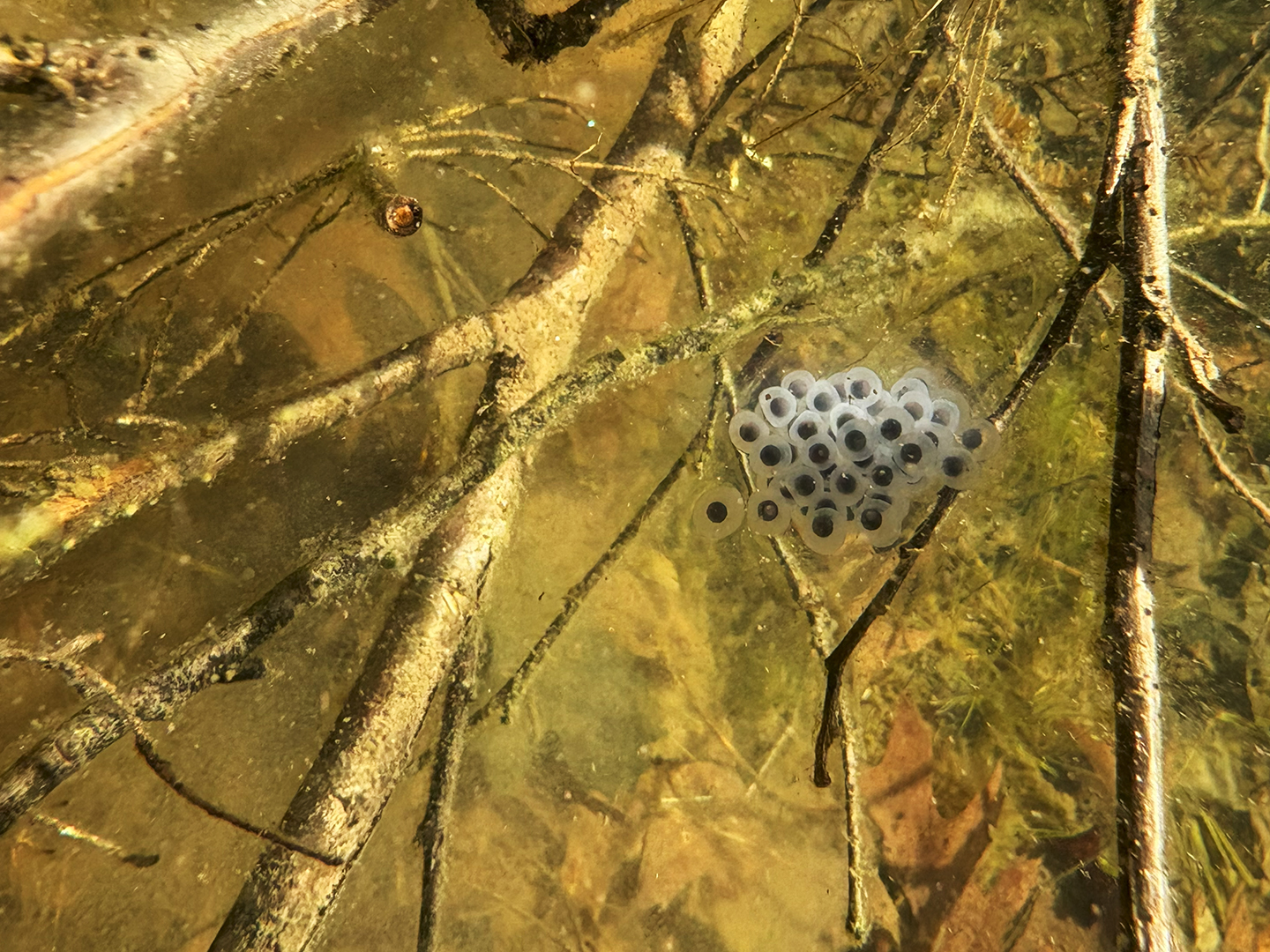 Spotted Salamander ([I]Ambystoma maculatum[/I]) egg mass taken at Granville, MA.