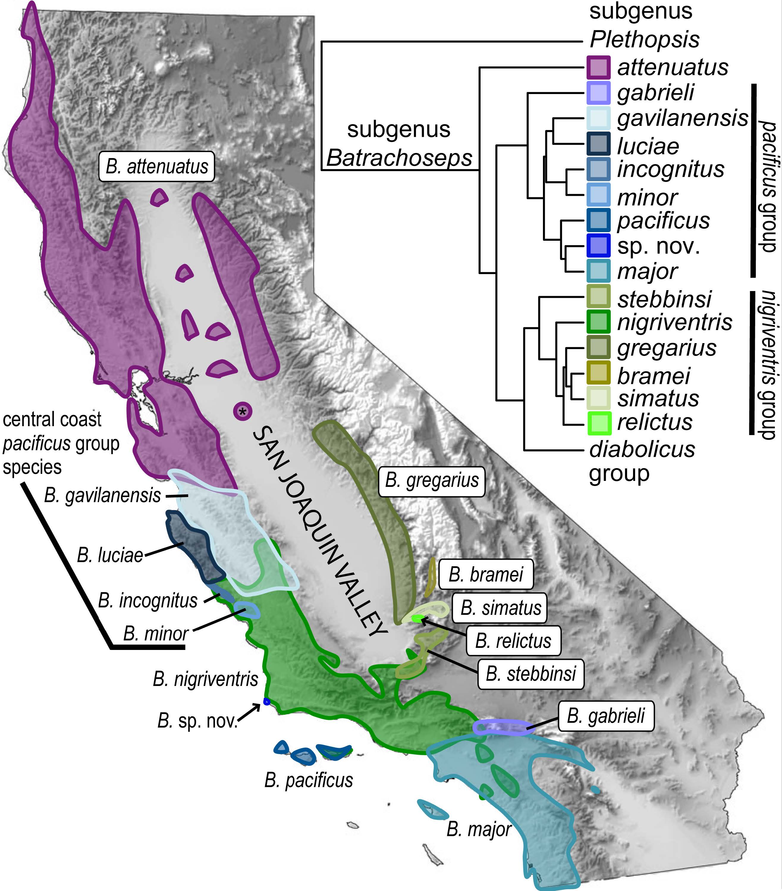 Overview of the genus [I]Batrachoseps[/I]. California map (shaded by elevation) shows ranges of species in the [I]attenuatus[/I], [I]nigriventris[/I] and [I]pacificus[/I] species groups within the state; inset shows the species tree inferred from five nuclear genes. Asterisk indicates the Riverbank population of [I]B. attenuatus[/I], which may have been introduced. The map and tree are modified from [I]Jockusch, Martínez-Solano & Timpe (2015)[/I].
