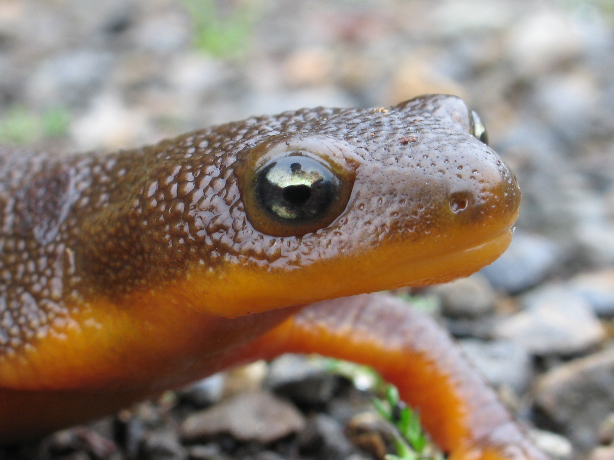 Skip this eye of newt and go for the mustard seed! Photo of Rough-Skinned Newt.<br />Photo by: B. McCreary, USGS