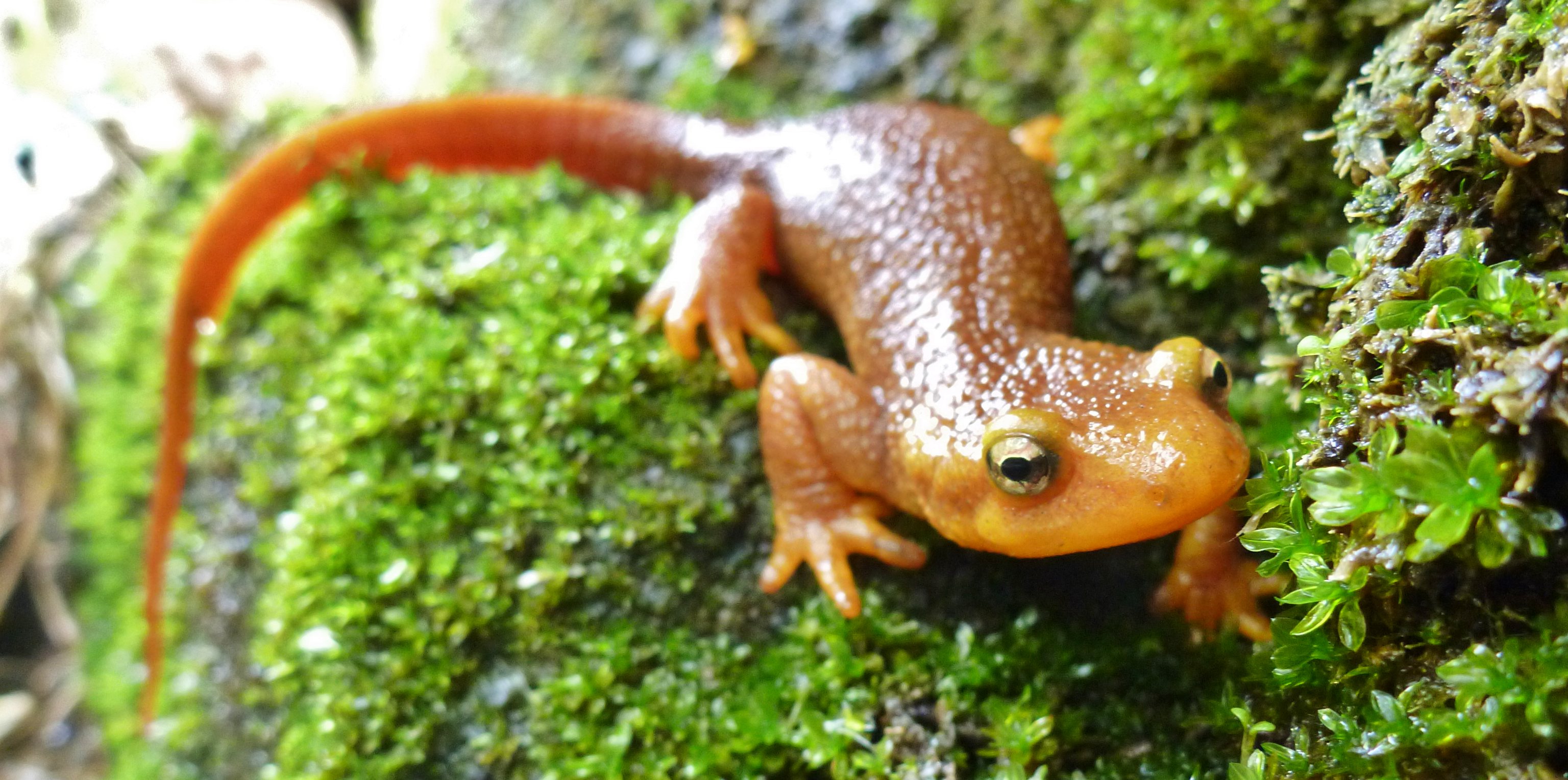Photo of Rough-Skinned Newt<br />Photo by: B. McCreary, USGS