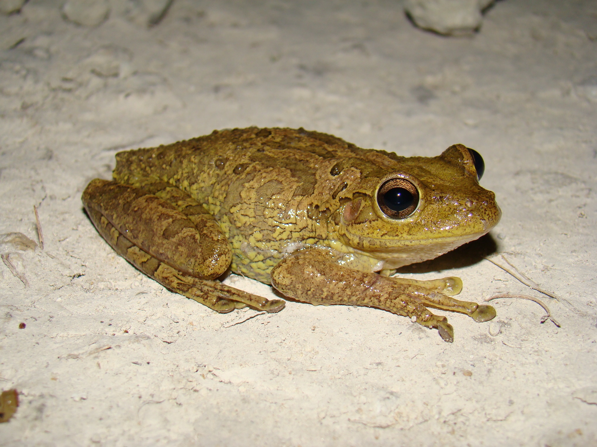 Cuban Treefrog, [Osteopilus septentrionalis</em><br />Photo by: Brad M. Glorioso