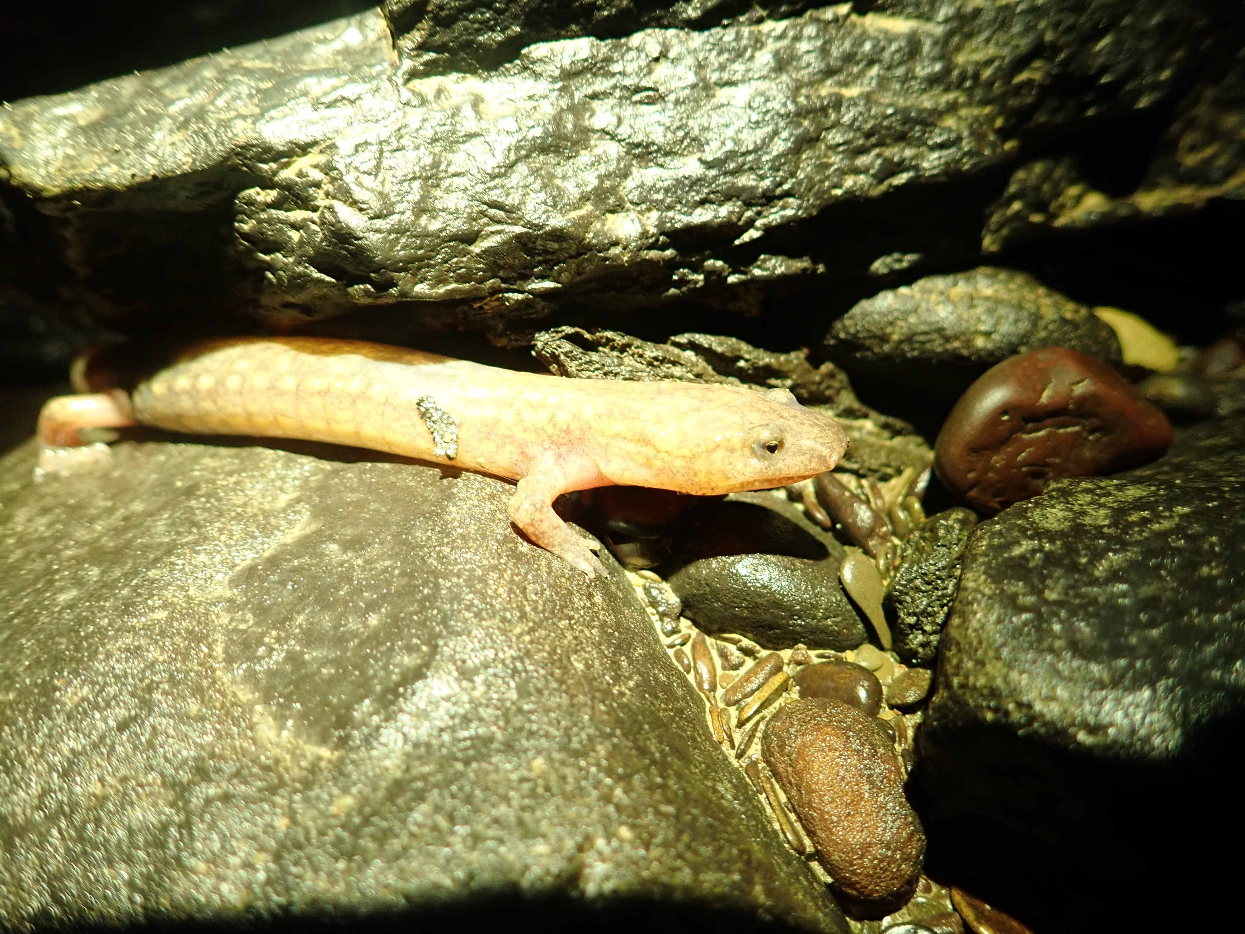 WV spring salamander ([I]Gyrinophilus subterraneus[/])
