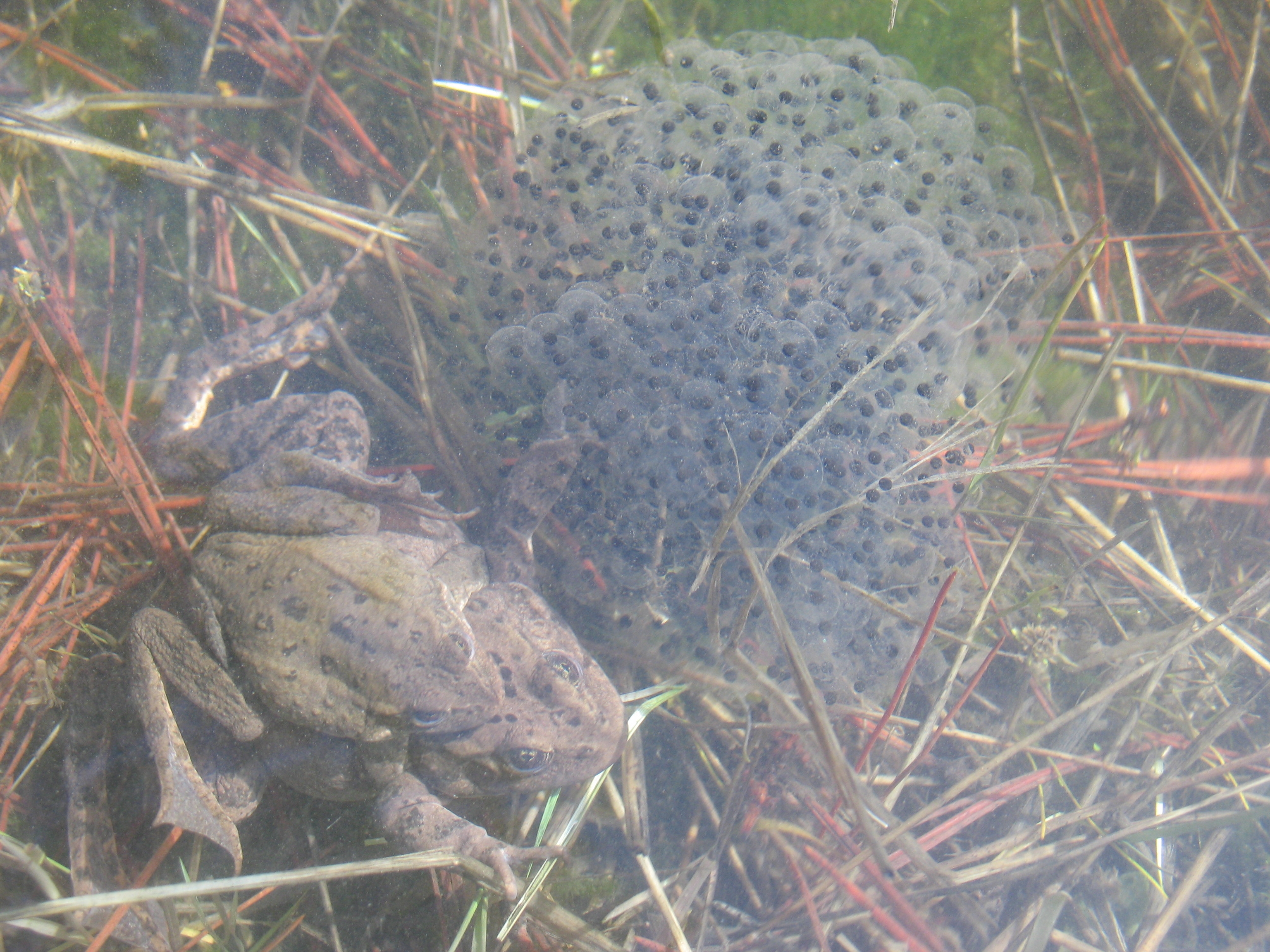 Columbia spotted frogs (<em>Rana luteiventris</em>) in amplexus near an egg mass.<br />Photo by: Brome McCreary