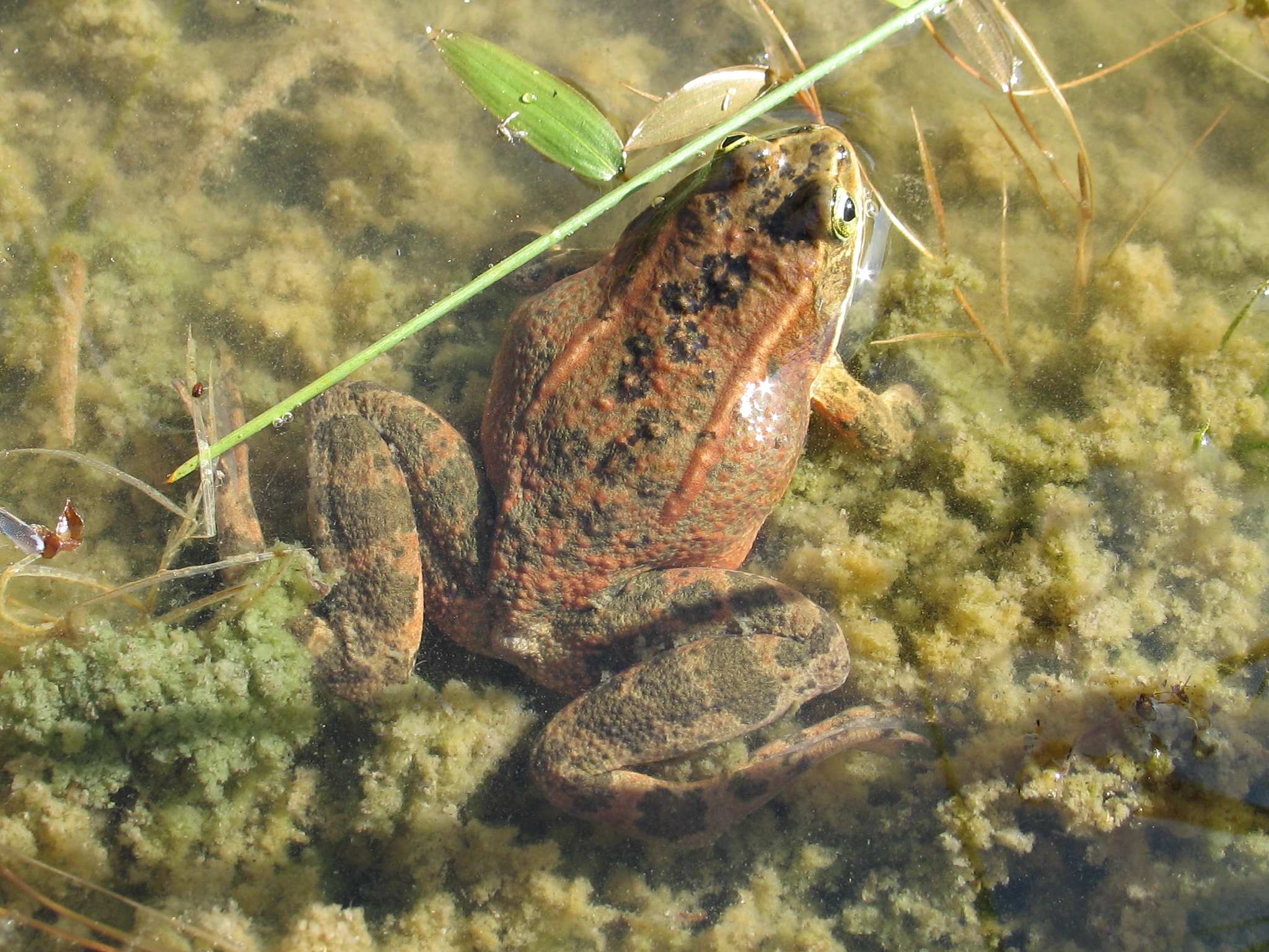 Oregon Spotted Frog in it's habitat<br />Photo by: Brome McCreary