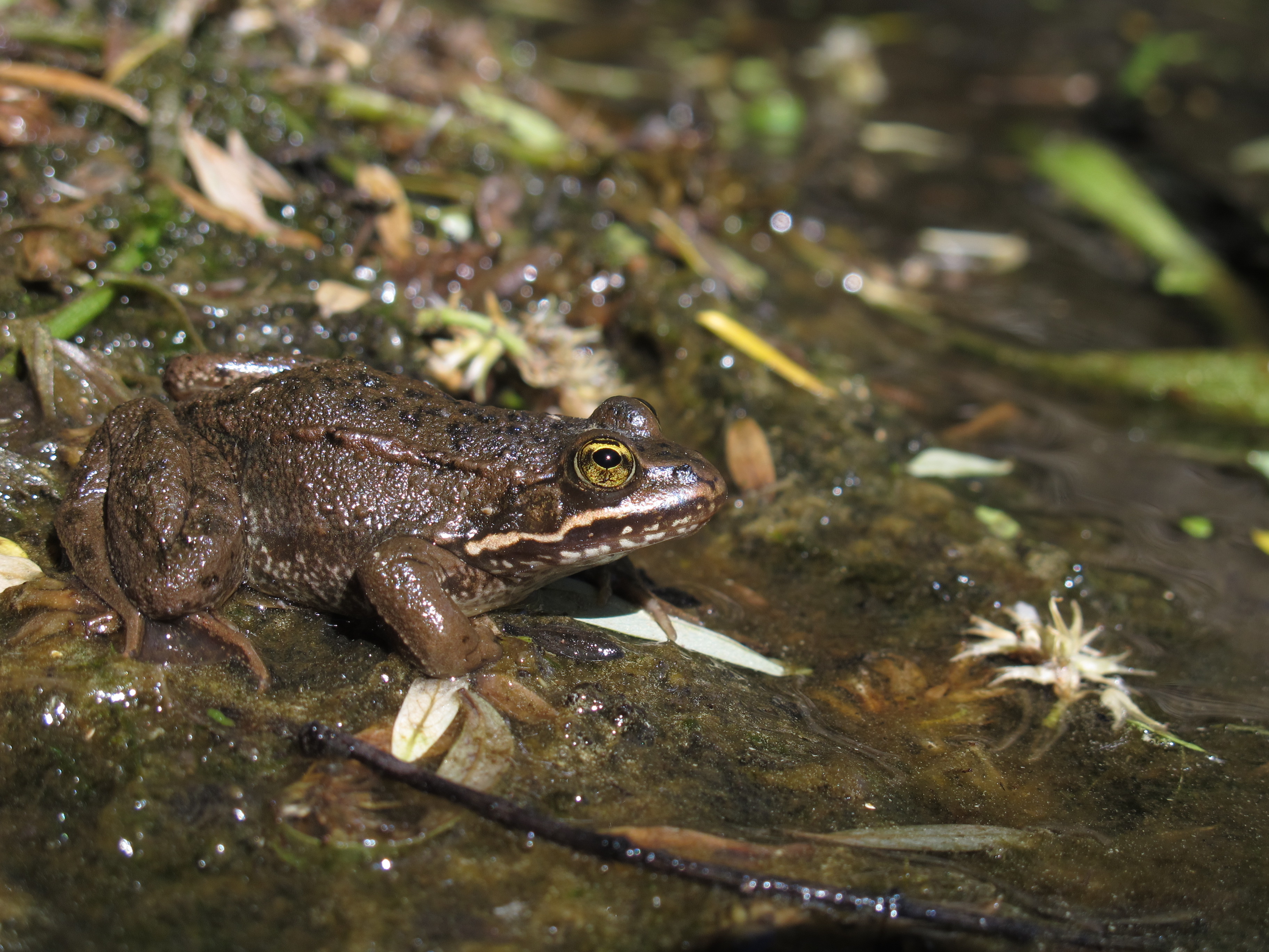 Adult Oregon Spotted Frog [Rana pretiosa]<br />Photo by: Brome McCreary