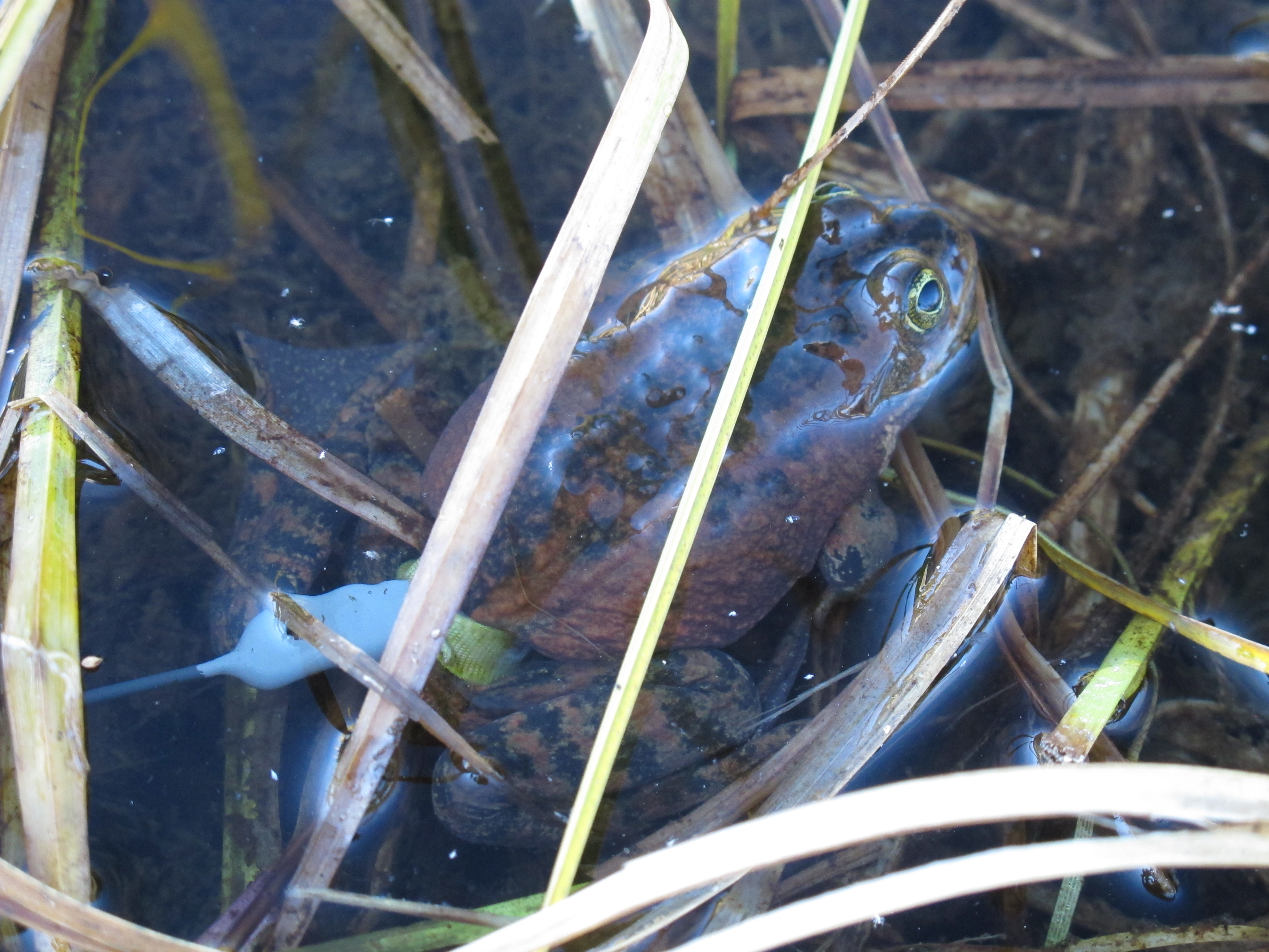 Oregon spotted frog with radio transmitter.<br />Photo by: Brome McCreary