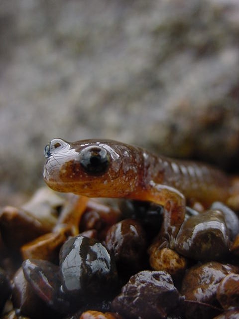 Southern torrent salamander (<em>Rhyacotriton variegatus</em>.<br />Photo by: Brome McCreary