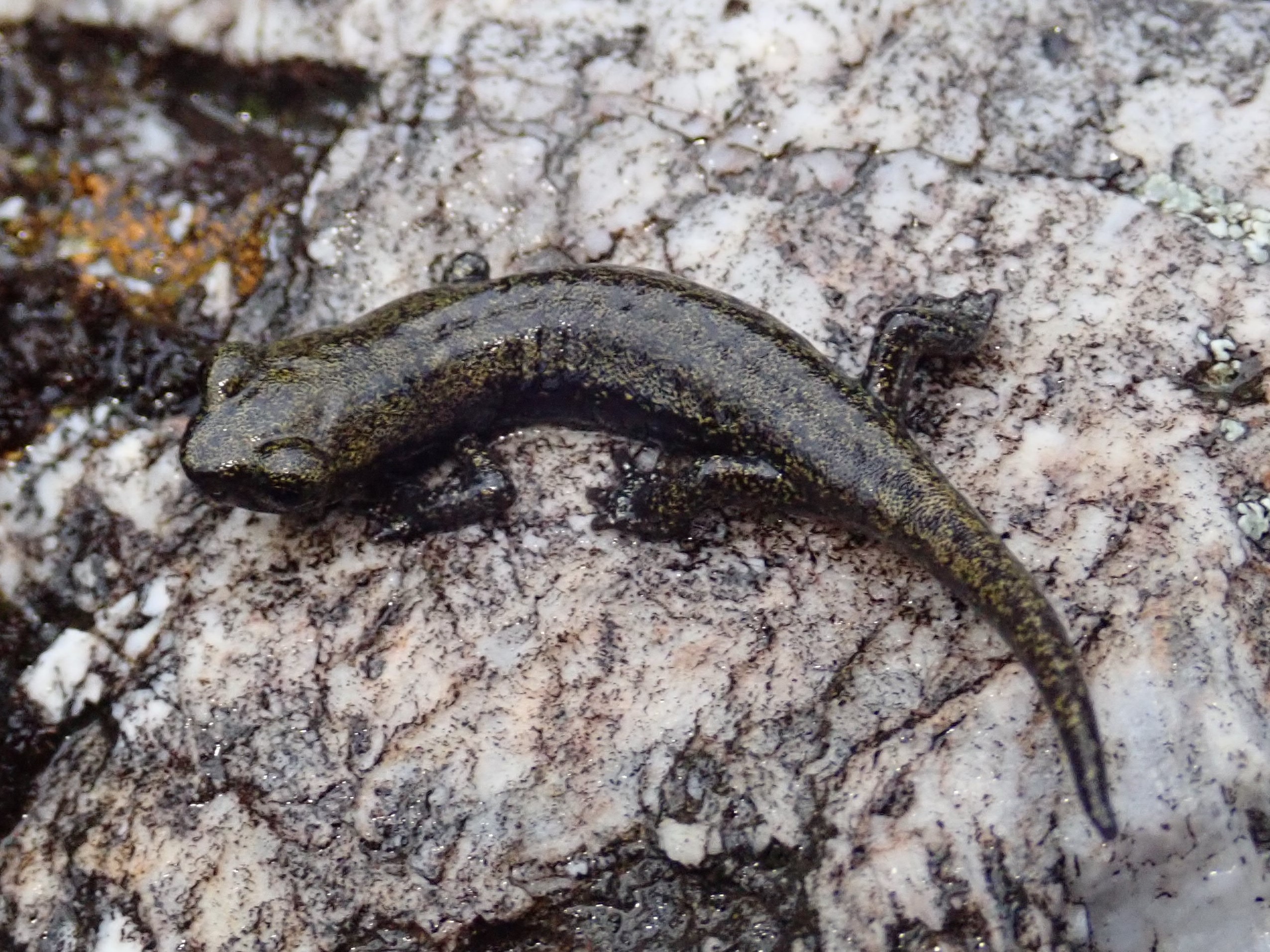 Juvenile Samwel Shasta salamander (<em>Hydromantes samweli</em>)<br />Photo by: Patrick Kleeman USGS