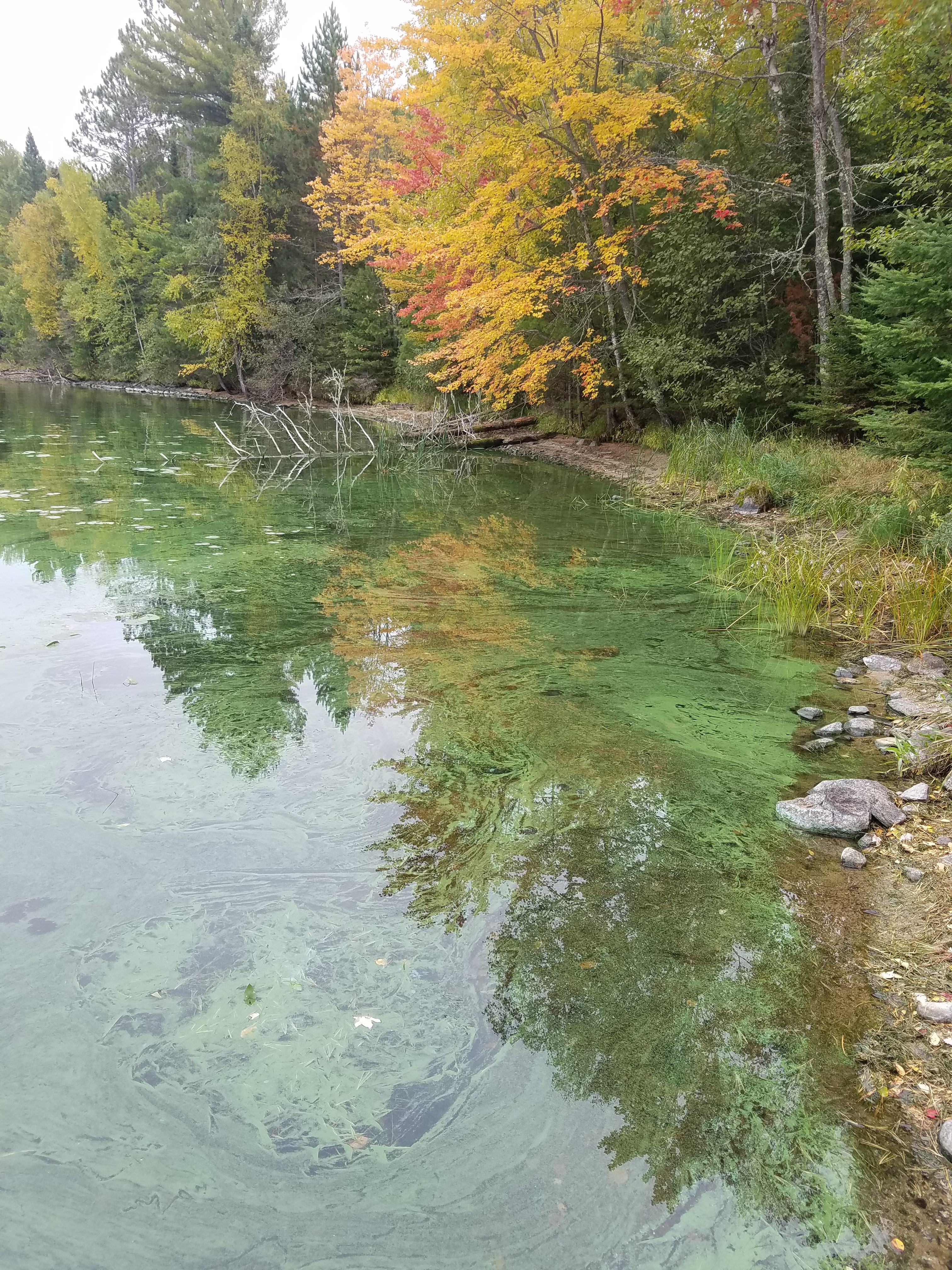 An algal bloom near the Ash River Visitor Center at Kabetogama Lake, where visitors enjoy picnics and trails year-round.