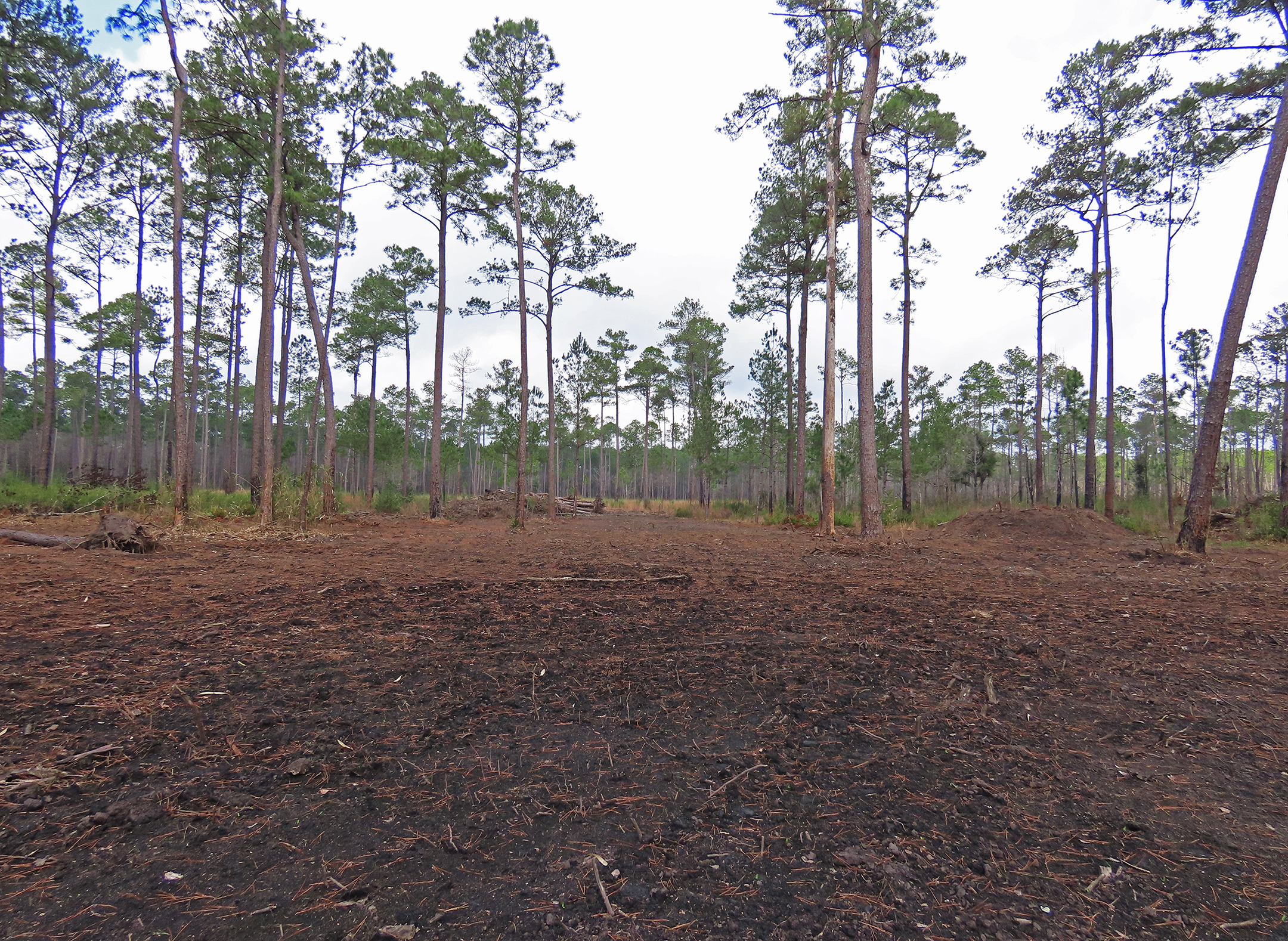 The planned introduction site at the Talisheek Pine Wetlands Preserve after restoration and before filling with water.