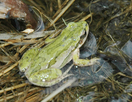 Boreal Chorus Frog (<em>Pseudacris maculata</em>)<br />Photo by: Erin Muths