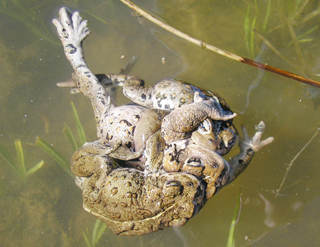 Boreal toads (<em>Anaxyrus boreas</em>) in a mating ball<br />Photo by: Erin Muths