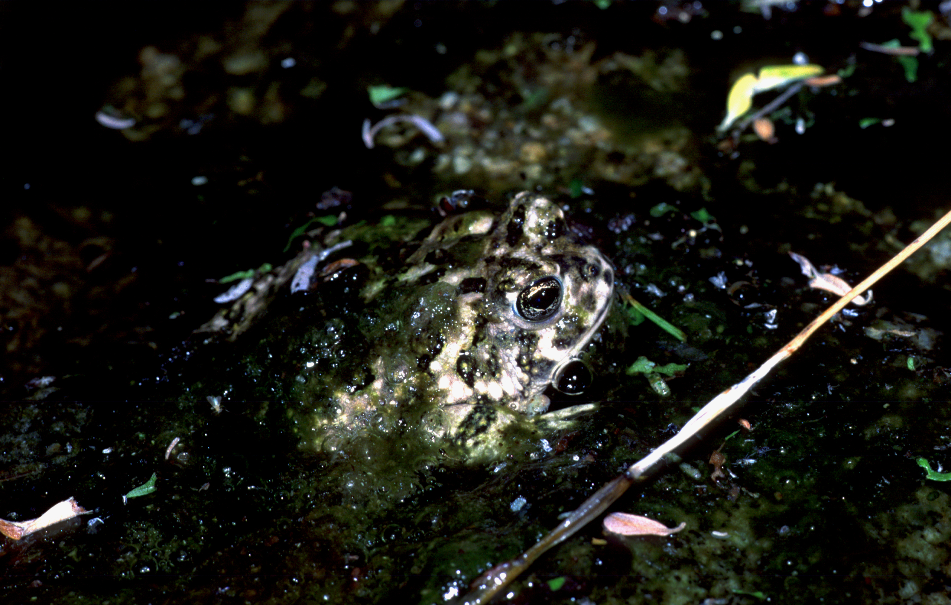 Arroyo Toad (<em>Anaxyrus californicus</em>)<br />Photo by: USGS