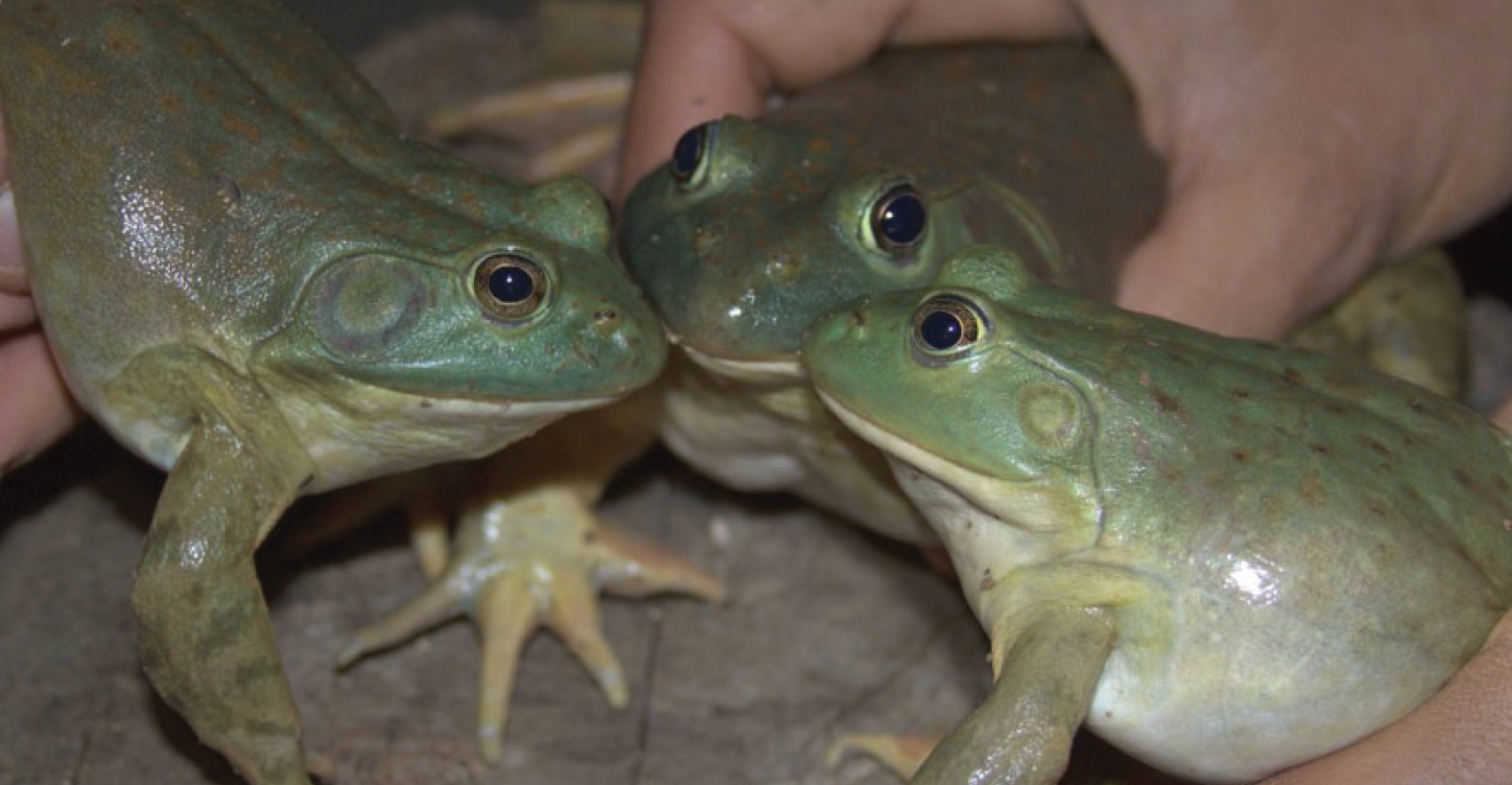 Three invasive American bullfrogs that reinvaded Buenos Aires National Wildlife Refuge, Arizona, in 2015.<br />Photo by: Brent Sigafus