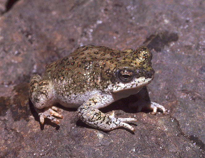 Red-spotted Toad (<em>Anaxyrus punctatus</em>)<br />Photo by: USGS