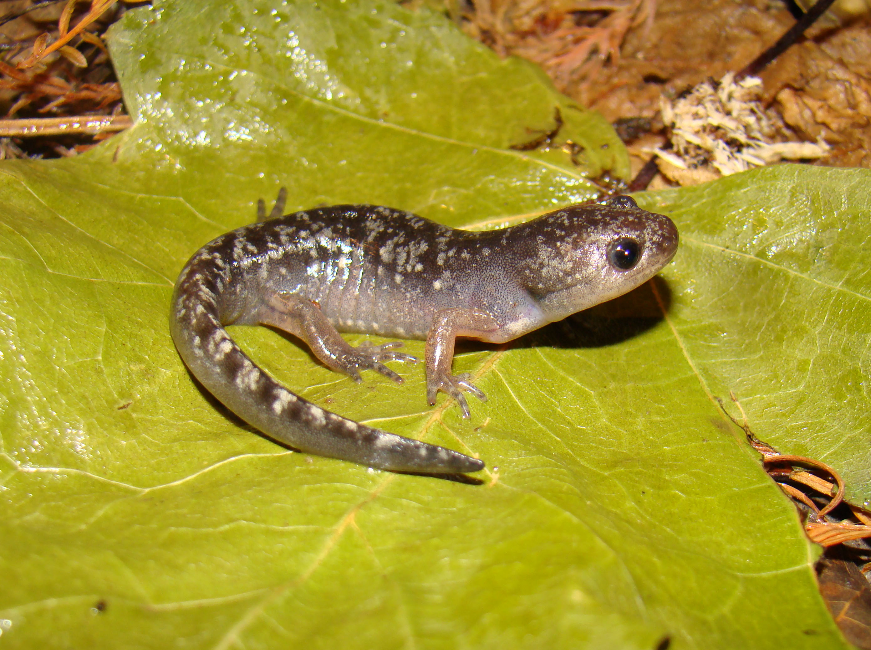 Metamorph from Atchafalaya Basin, Louisiana. [I]Ambystoma opacum[/I] - Marbled Salamander
