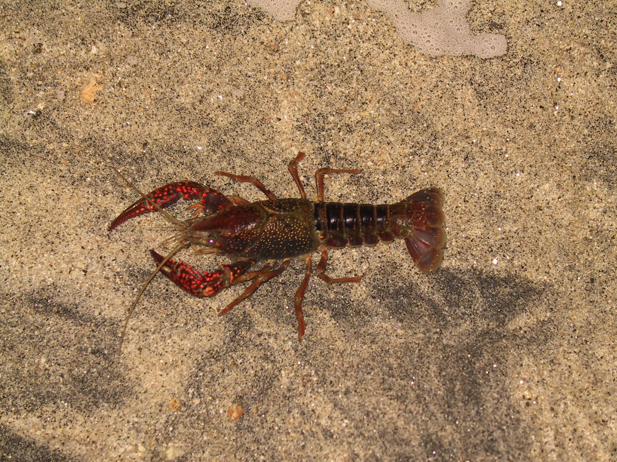 Swamp crayfish<br />Photo by: USGS